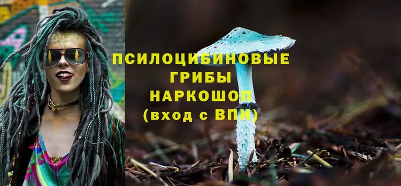 Псилоцибиновые грибы Psilocybe Бийск